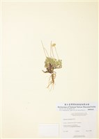 藏品(飛蓬)的圖片